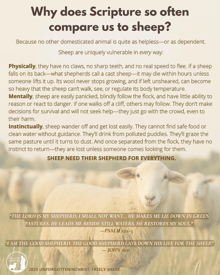 Like sheep, we’re prone to wander, easily deceived, and in constant need of a good Shepherd to survive.